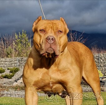 American bully xl - 14