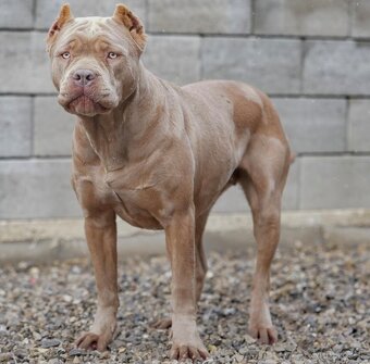 Bandog - 14