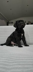 Cane corso s PP - 14