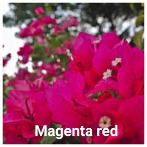 Bougainvillea,( bougainvillea, bugenvilea, bugenvila ) - 14