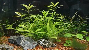 Krevetky,  akvarijné rastlinky - 14