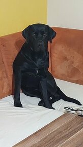 Darujem 3 rocnu fenku otec labrador mama cane corso. - 14