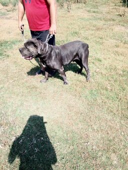 Cane corso modrý psík - 14