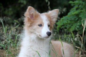 Border kólia bez pp, border collie - 14