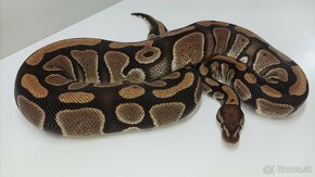 Python regius zlava 20% - 14