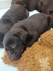 Labrador retriever šteniatka - 14