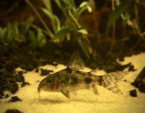 Corydoras paleatus - 14