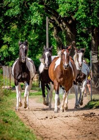 Kvalitní Paint Horse klisna 7 panel NN, homozygot TT - 14