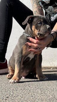 American Bully pocket - 14