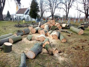 Rizikové pílenie a výrub stromov - 14