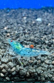 Krevetky Neocaridina, Caridina, Raciky, Raky a Akva Machy - 14