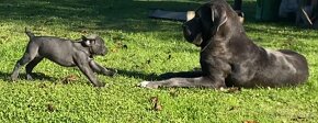 Cane Corso šteniatka - 14