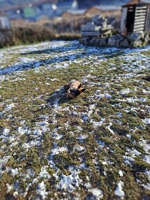 Predávam  fenku  matka je nemecký ovčiak a otec je belgický - 14