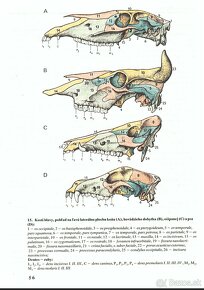 PDF - Popesko: Anatómia hospodárskych zvierat, 1992 (SK) - 14