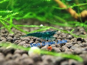 TOP PREMIUM KREVETKY, Akva Machy, Corydoras Green Laser - 14