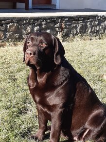 Labrador retriever -  čokoládové šteniatka s PP - 14