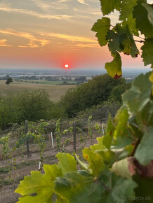 Jedinečná Vinná pivnica s viničom Lozorno - 14