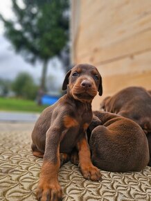 Doberman šteniatká - 14