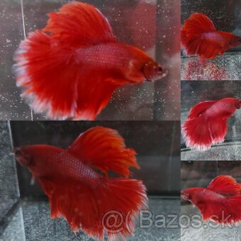 Betta Splendens - Bojovnica Pestrá - 14