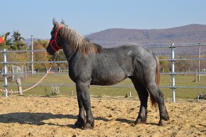 Predám žrebca - Percheron - 14