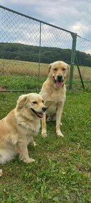 Šteniatka labrador a kríženec zlatý retriever - 14