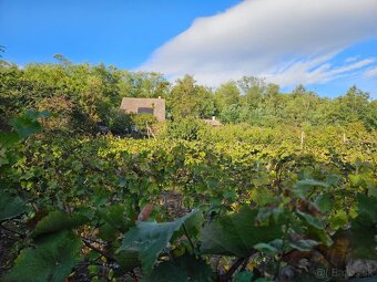 KRÁĽOVSKÝ CHLMEC - CHATA S VINNOU PIVNICOU A UDRŽIAVANOU VIN - 14