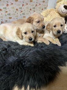 Zlatý retriever/ Golden retriever - 14