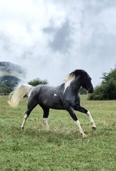 APH APHA PAINT HORSE ŽREBEC pripúšťanie - 14