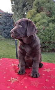 Labrador šteniatka čokoládové s rodokmeňom - 14