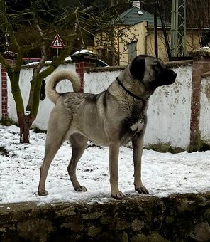 Kangal - štěňátka s PP - 14