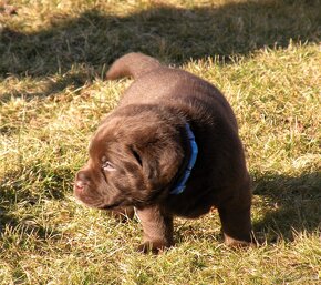 Labrador retriever čokoládové šteniatka s PP - 14