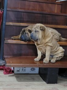 Shar-pei - 14