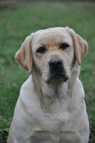 Labradorský retriever - sučky s PP - 14