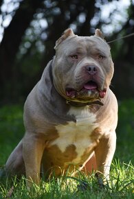 American bully Xl - 14