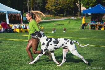 Nemecká doga s PP škvrnitá/harlekin - 14