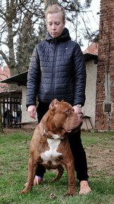 Štěňata American Bully Xl - XXL Bloodline DDK9 - 14