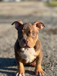 American Bully Classic/ standart - 14