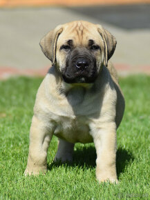 boerboel,  búrský buldok -jihoafrický mastif -feny - 14