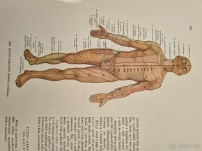 Atlas anatomie člověka II. a III. diel R.D.Sinělnikov - 14