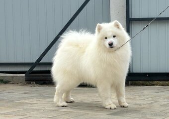 Samojed s PP (FCI) - 14