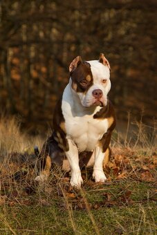 American bully s pp - 14