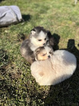 Pomsky / Pomeranian / Husky - 14