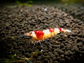 krevetky (Neocaridina) - 14