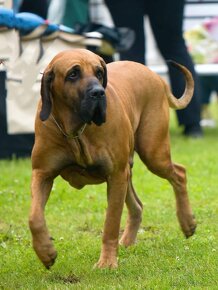 BRAZILSKÁ FILA /FILA BRASILEIRO/ štěňata s PP - 14