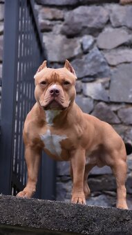 American bully s pp - 14