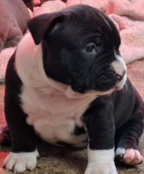 AMERICAN BULLY - 14