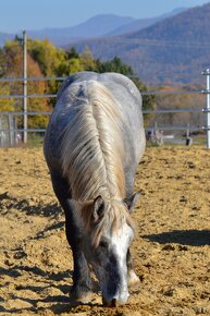 Žrebec na predaj - Percheron - 14