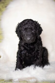 Curly Coated Retriever s PP - 14