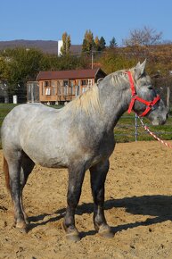 Predám ťažného koňa - Percheron - 14