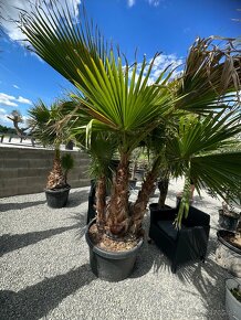 Palma WASHINGTONIA ROBUSTA,TRACHYCARPUS FORTUNEI - 14